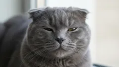 Jak kot okazuje miłość? Odczytujemy mowę ciała i sygnały przywiązania