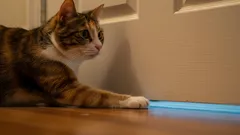 Naukowcy odkryli, dlaczego koty mogą podążać za swoimi właścicielami.