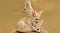 Fenek – najmniejszy lis świata i jego wielkie tajemnice pustyni