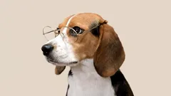 O czym myśli mój pies? Badania pokazują, jak skomplikowane są jego emocje i mózg