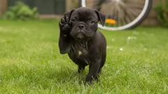 Dlaczego pies podnosi przednią łapę?