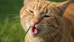 Prawdziwy powód, dla którego koty jedzą trawę – tajemnica wreszcie odkryta!