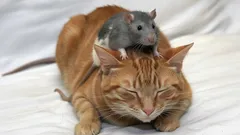 Dlaczego szczury nie boją się kotów?