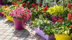 Porady dotyczące uprawy roślin doniczkowych: zamień swój balkon w zieloną oazę