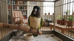 Papuga jak lustro emocji – co mówi twój ptak o klimacie w domu